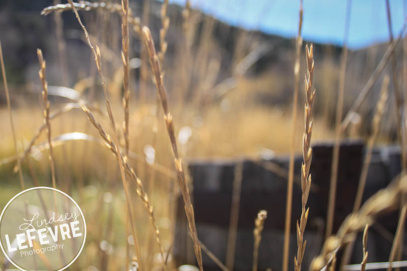 LindseyLeFevre-Bannack-Focus