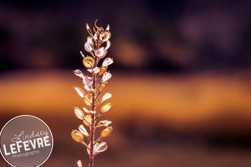 LindseyLeFevre-Bannack-Macro