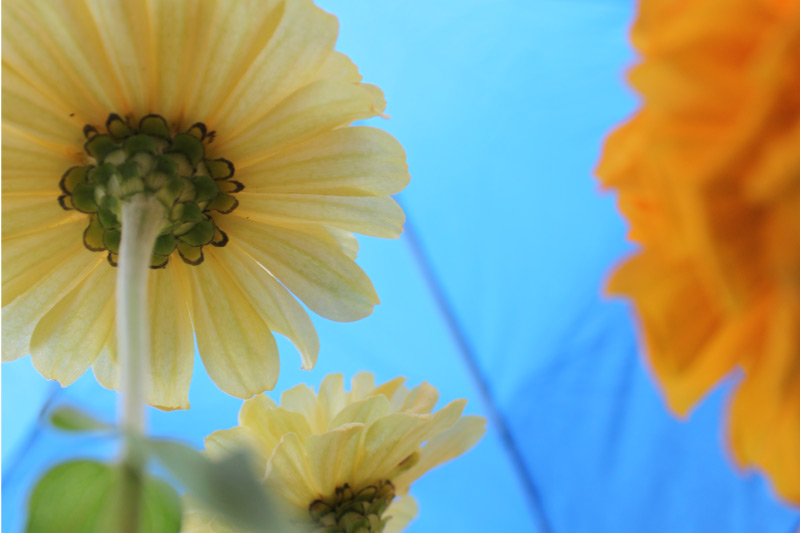 Garden Flowers: 9/29/14, 12:49pm; Flowers by the Kirkham; 1/125 sec; f/4; ISO 100; Canon Rebel T1i