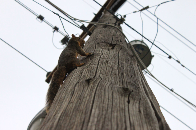 Squirreling Away: 9/27/14, 4:48pm; On a street in Rexburg; 55mm; 1/4000 sec; f/5.6; ISO 1600; Canon Rebel T1i