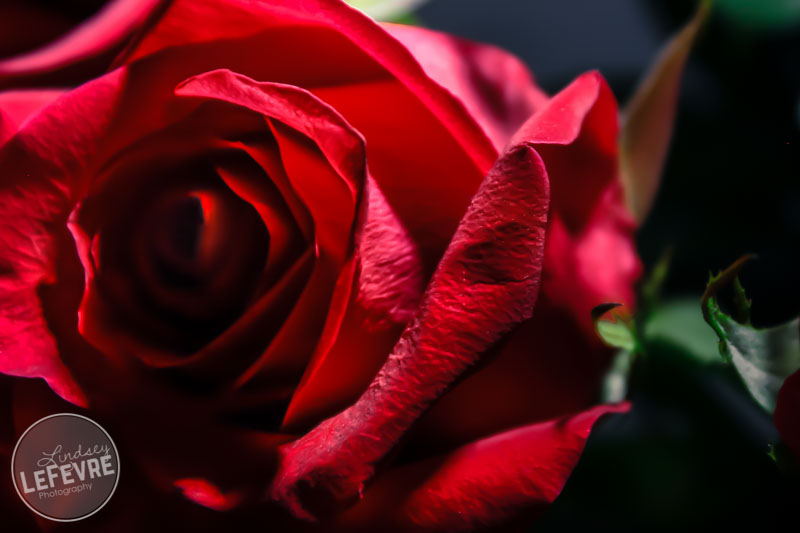 Light Painting Roses!