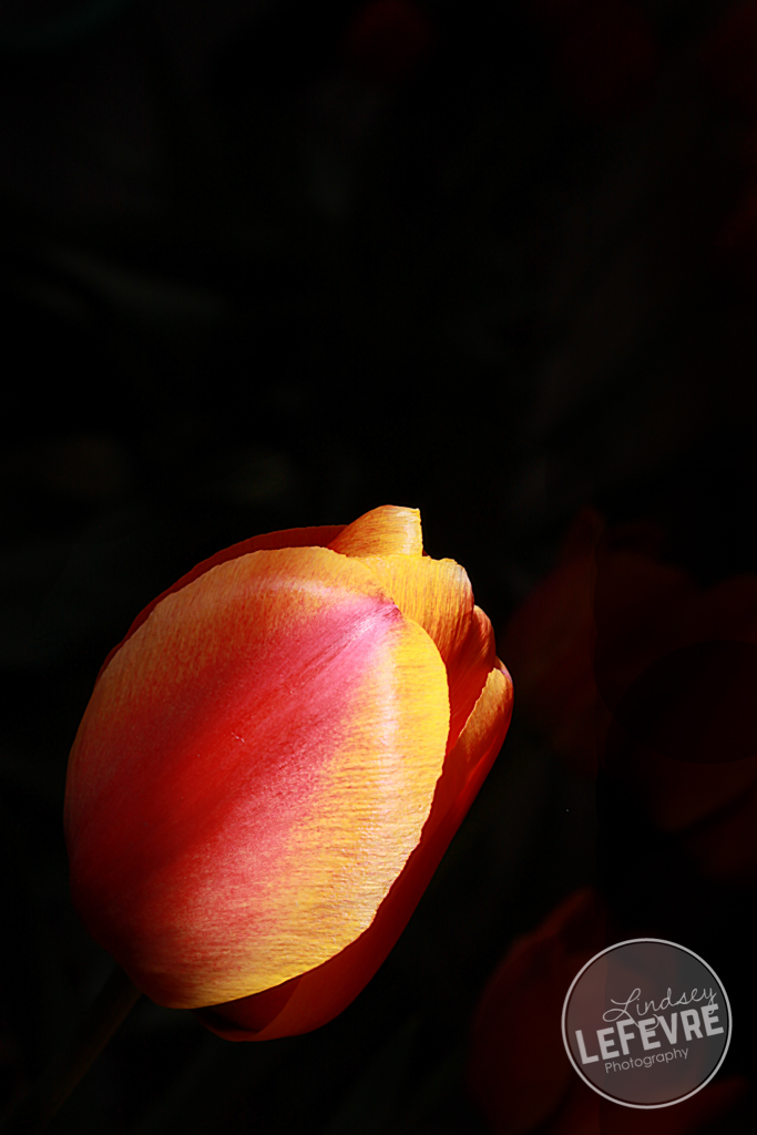 LindseyLeFevre-RedYellow-Tulip-1