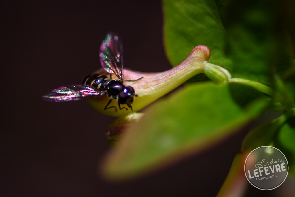 outdoor macro photogrpahy