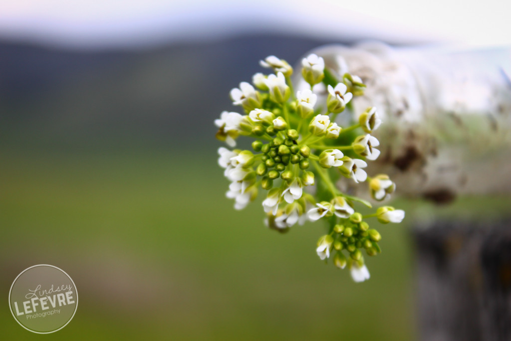 outdoor macro photogrpahy