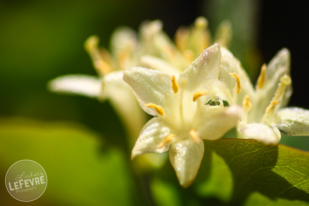 outdoor macro photogrpahy