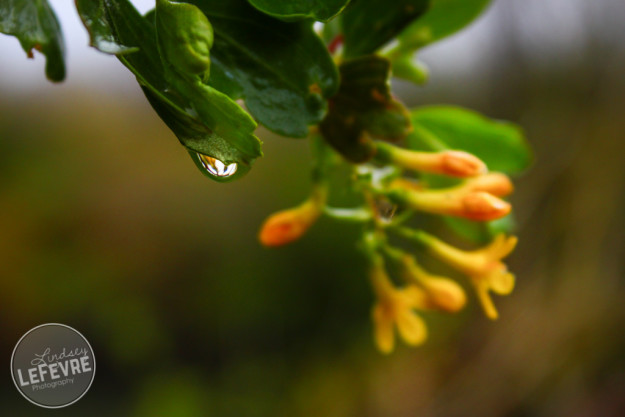 Lindsey LeFevre Photography: Macro Water Drop with blossums