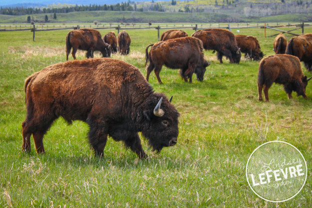 Lindsey-LeFevre-Teton-Mountains-Wyoming-Buffalo-1