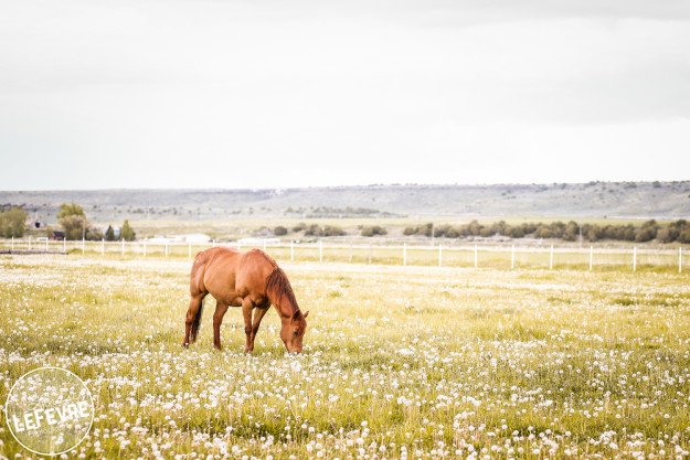 Horses-Idaho2016-LindseyLeFevre-1-2